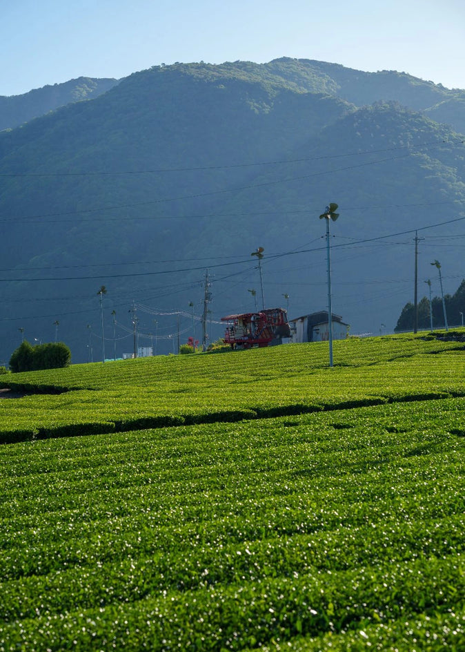 20 hectares