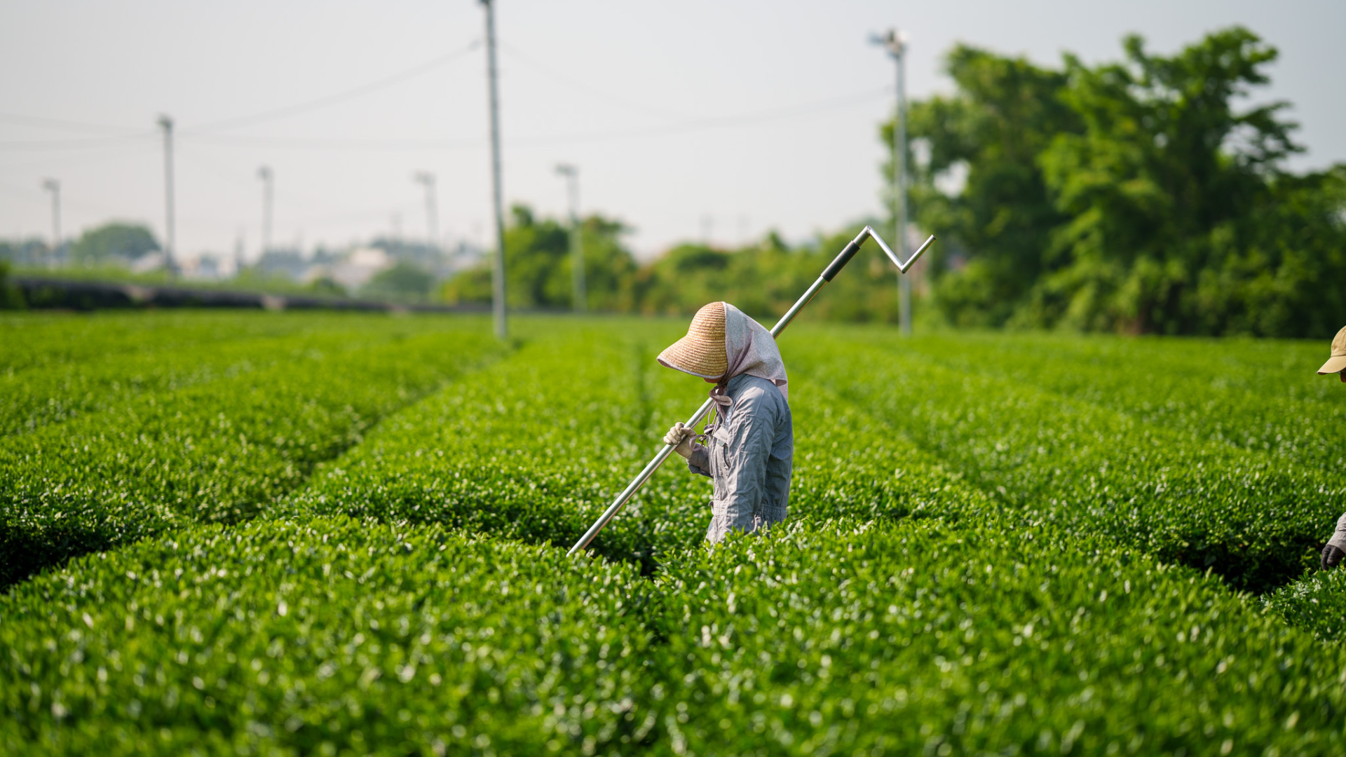 日本の抹茶畑で働く農作業員