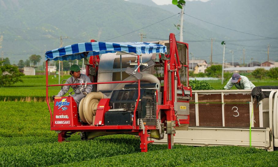 Aluminium dans le matcha : ce que les analyses révèlent vraiment