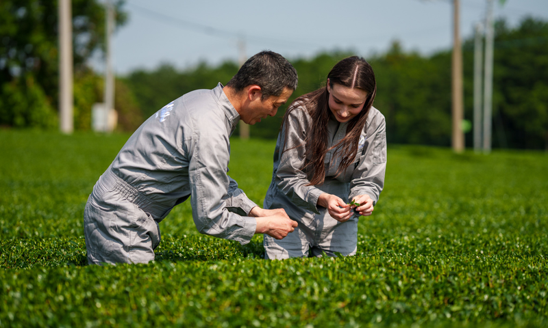 Boer in zijn veld met de matcha-variëteit Okumidori