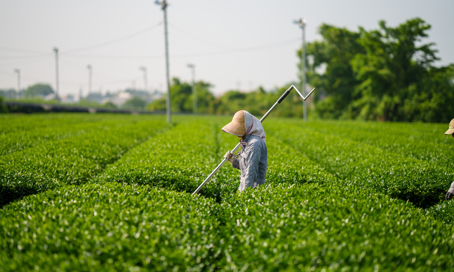 Wat is matcha?