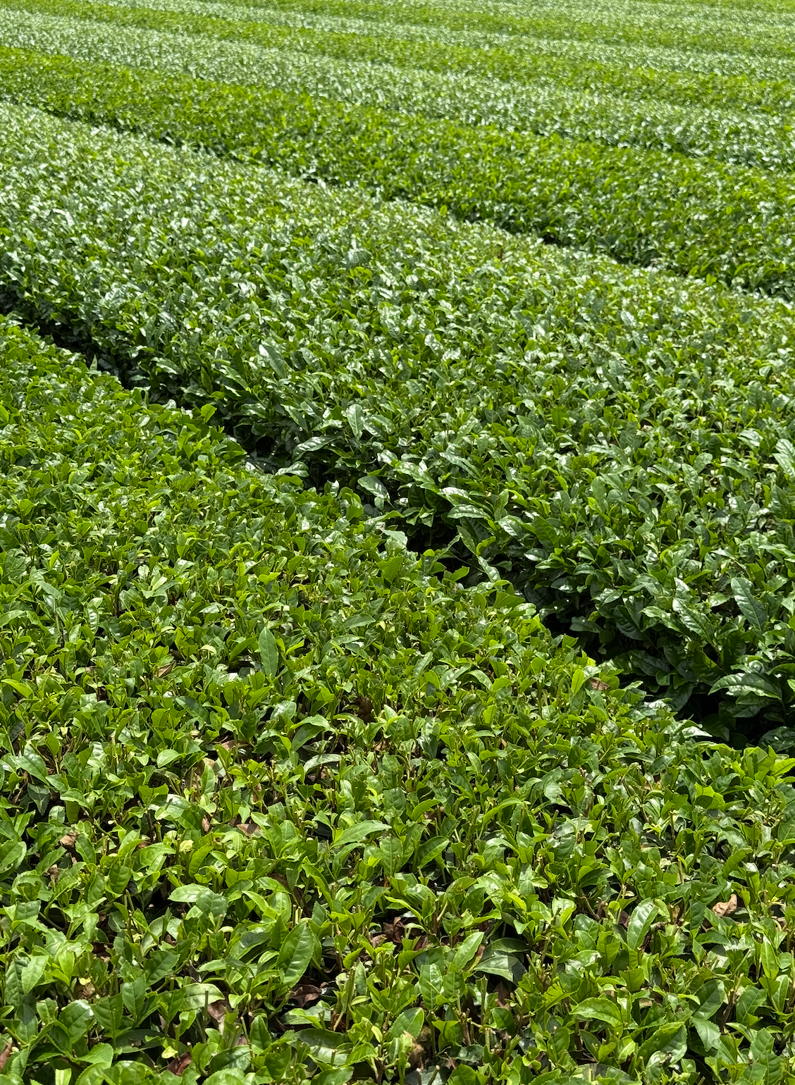 100% Thé Matcha Cérémonie