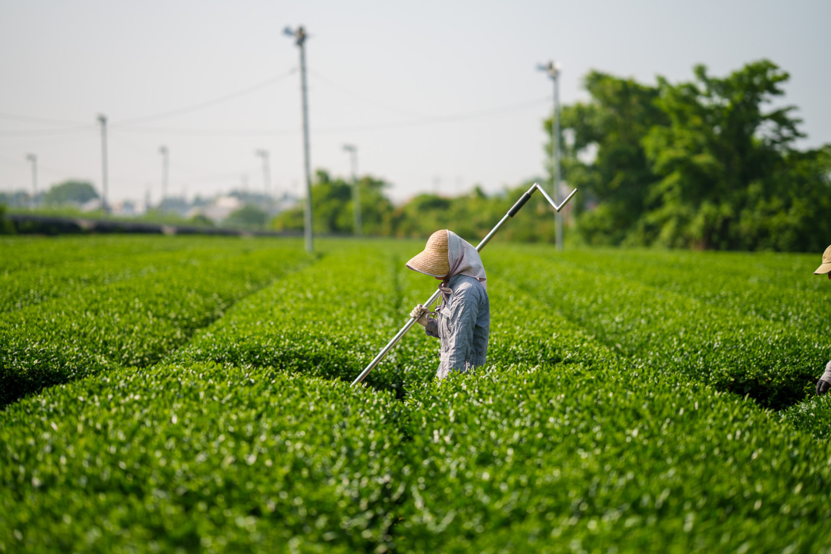 Landwirt baut Matcha in Japan an