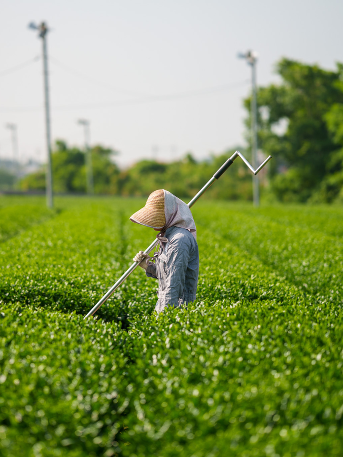 Landarbeiter auf den Matcha-Feldern von Okumidori 
